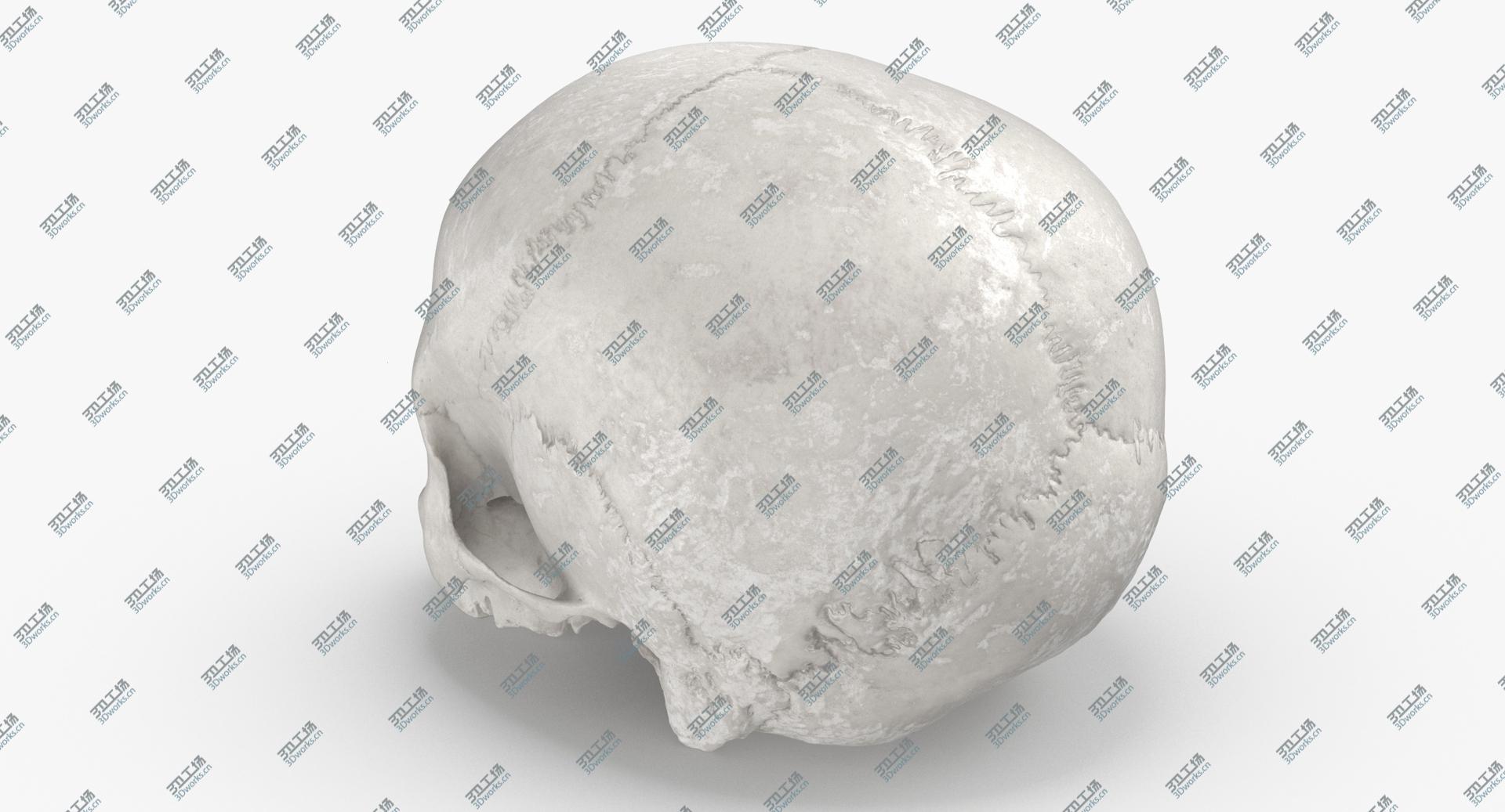 images/goods_img/2021040231/Real Human Skull Cranial 01 White 3D/5.jpg